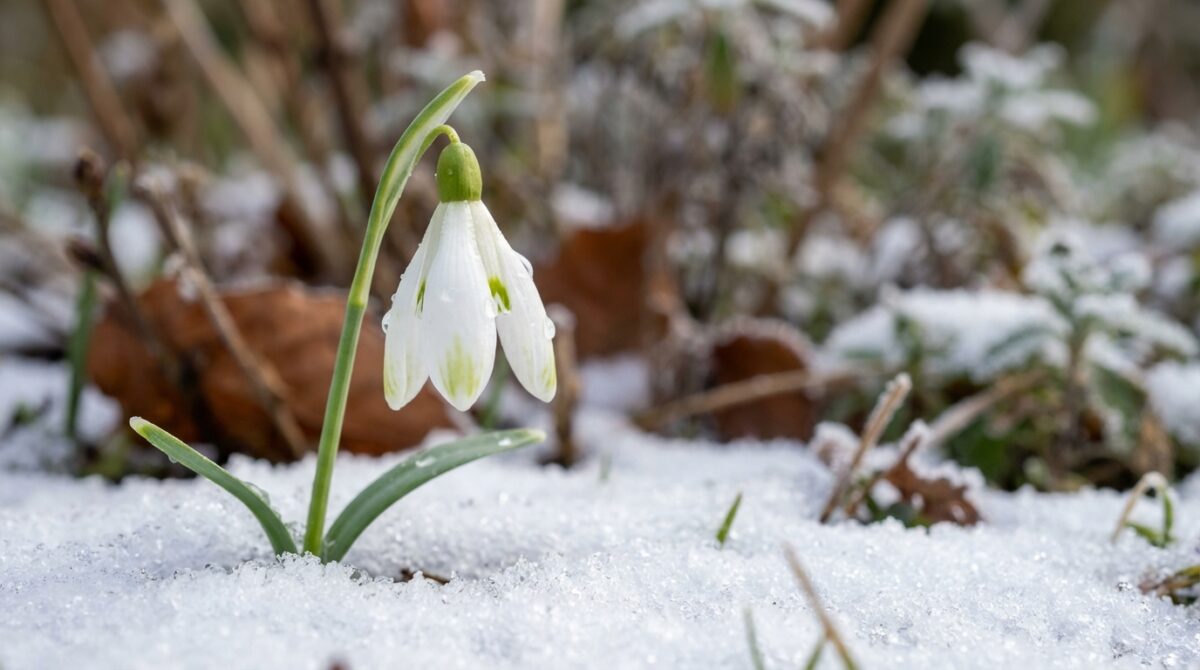 scopri cinque fiori facili da piantare a gennaio per preparare il tuo giardino alla splendida fioritura primaverile.